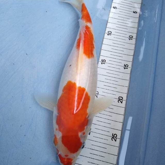 Sandan kohaku