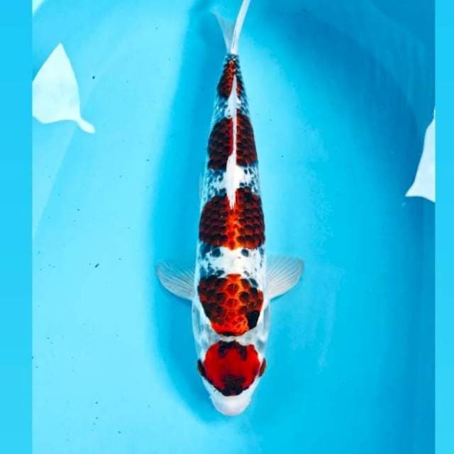Beni Gingga, 40 cm