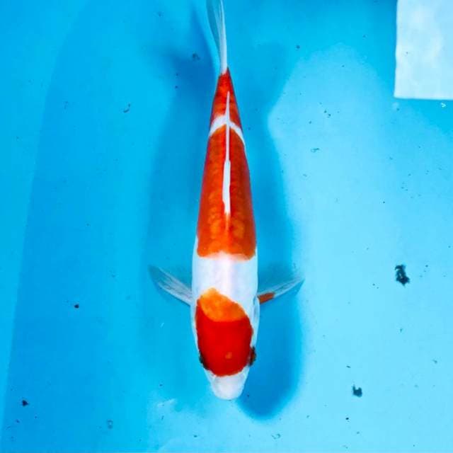 Kohaku doitsu, 26 cm