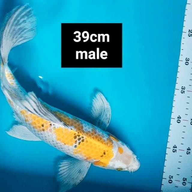 Kumpay kin showa strong 39cm male