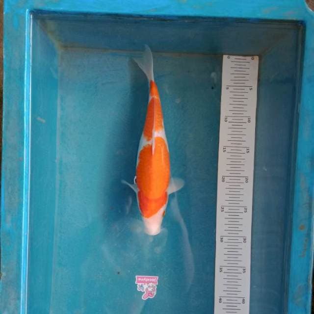 Kohaku 30cm