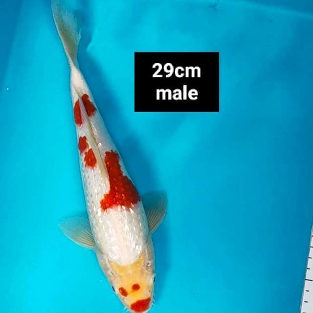 Kohaku ginrin jos 29cm male