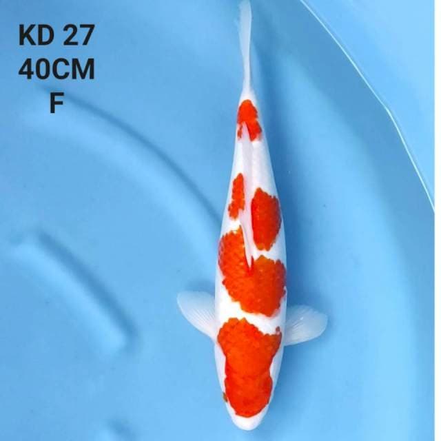 KOHAKU JUMBO TOSAI