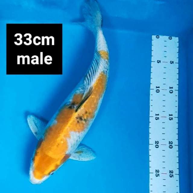 Kin showa 33cm male