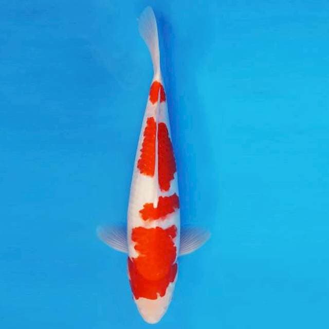 KENZEI 2 ~ KOHAKU ™