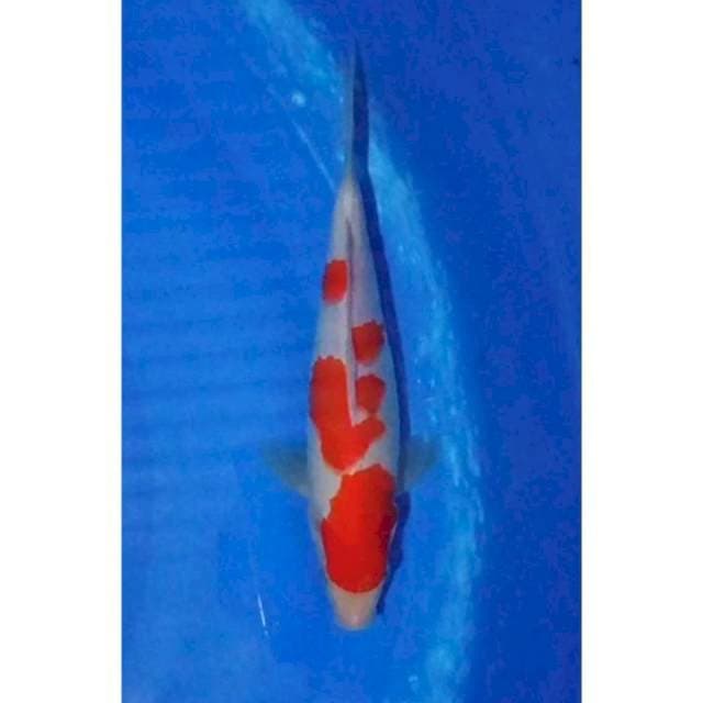 HQ Kohaku Original Patern 26cm (F)