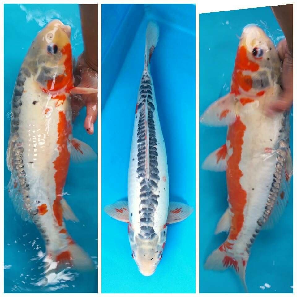 Shusui Jumbo non certy