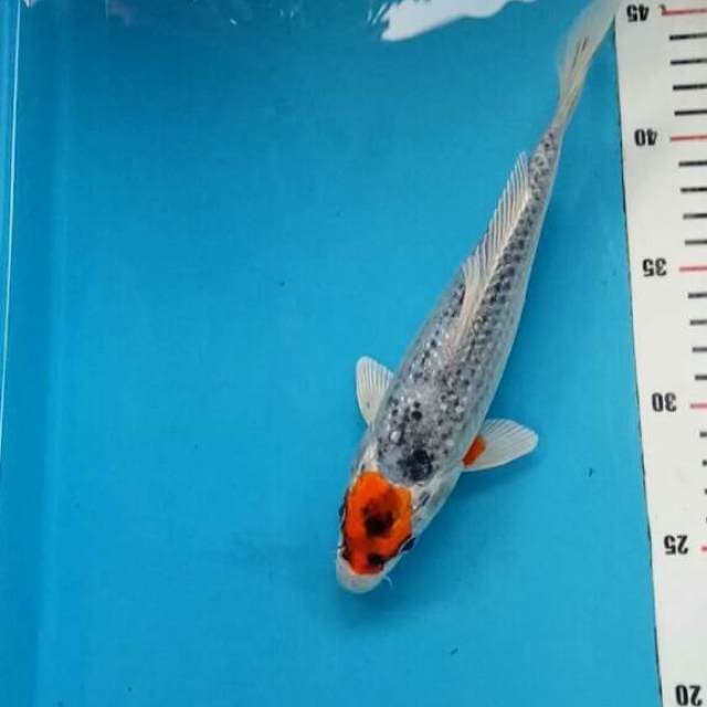 Original 21 cm