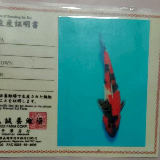 Showa marusai