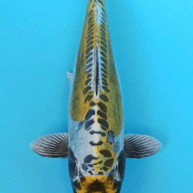 Maruten kin kikokuryu 32cm