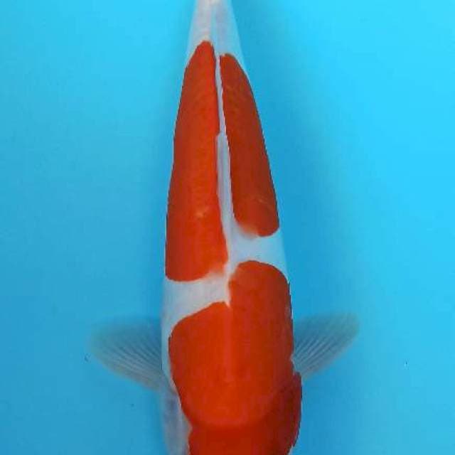 Super bulky nidan kohaku doitsu 35bu