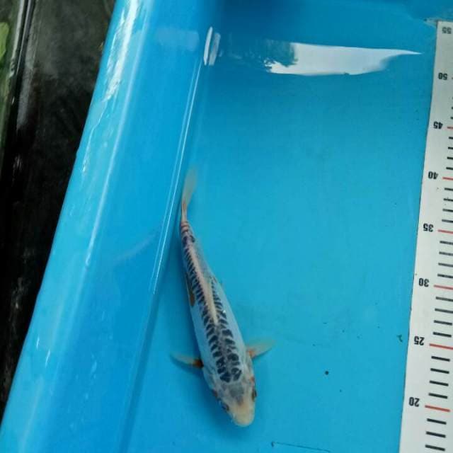 21 cm