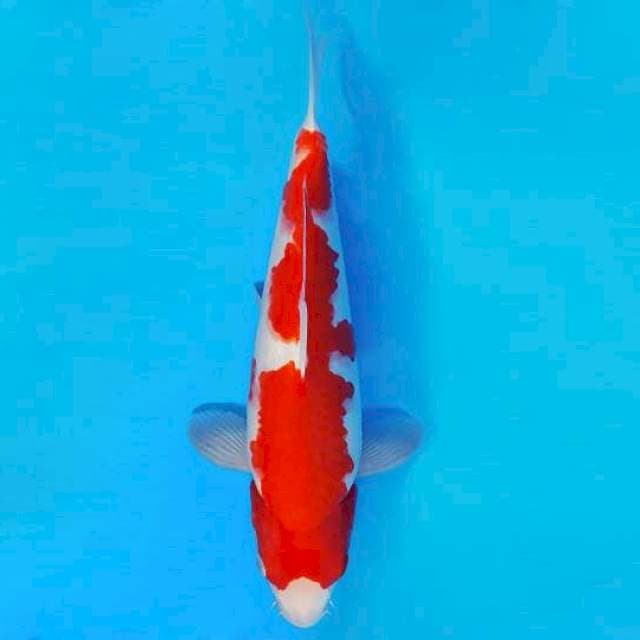 KENZEI 9 ~ KOHAKU ™