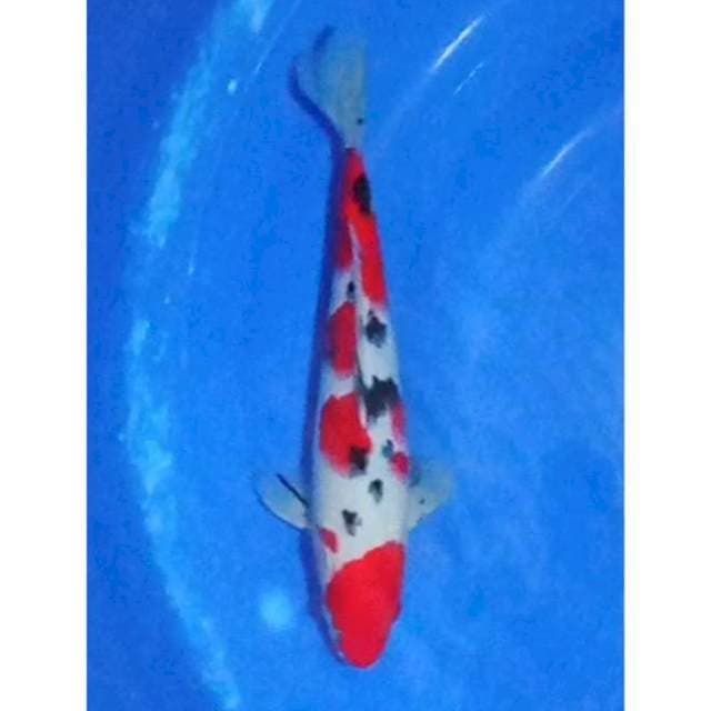 Sanke Merah Strong Original 33cm (M)