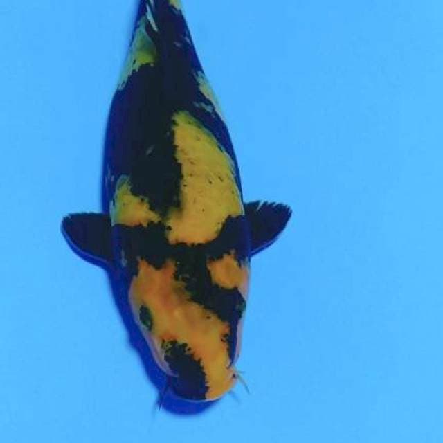 Utsuri 30cm