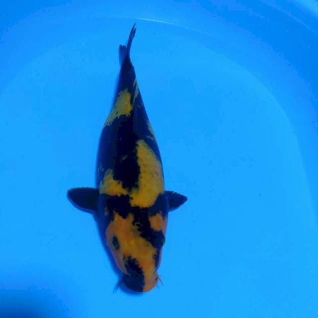 Utsuri 30cm