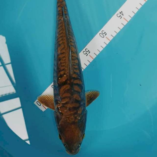 Black cagoi aragoke 37 cm