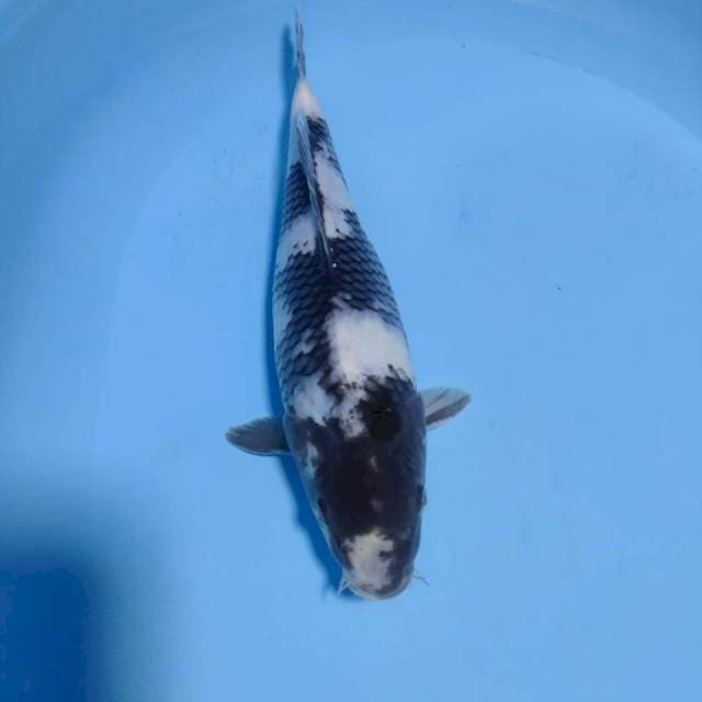 Siro 30cm