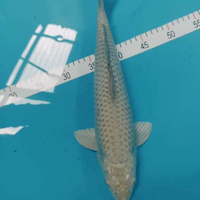 Soragoi 38 cm