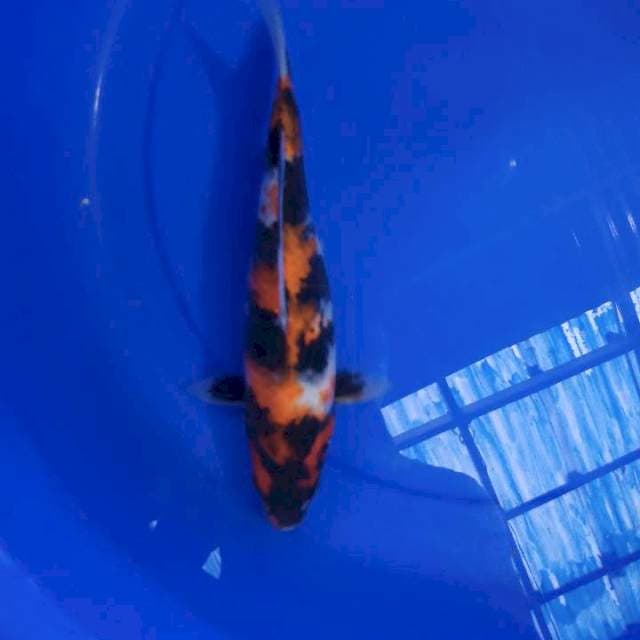Showa 27cm