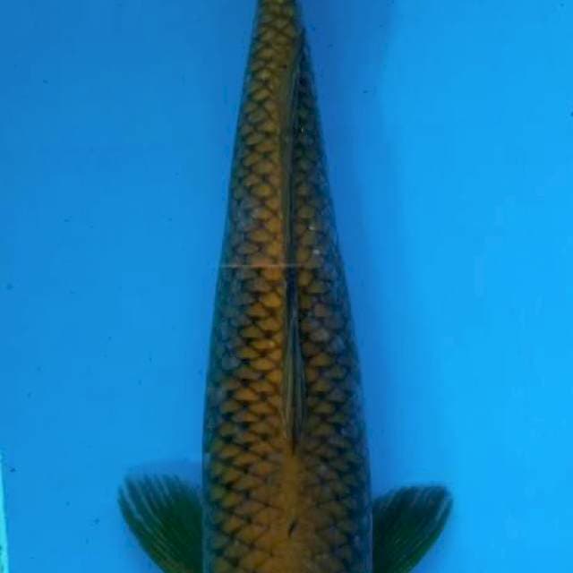 Midori goi 43cm