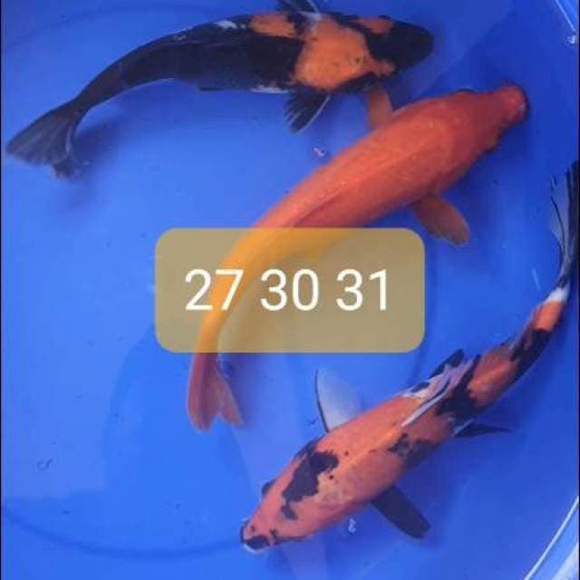 Mix koi