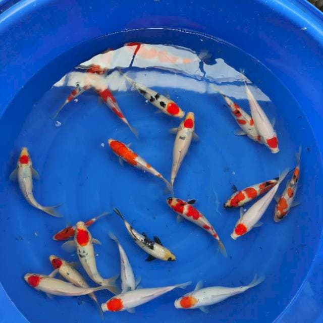 KOHAKU, SANKE, TANCHO 21 EKOR