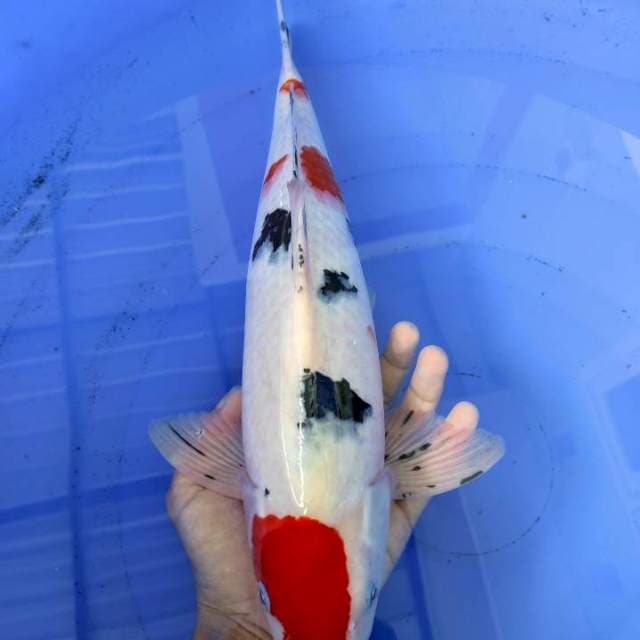 Kindai Showa 40cm