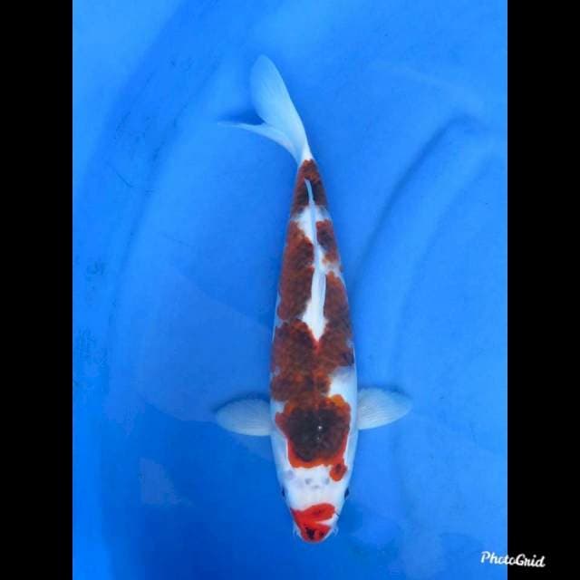 33cm , Goromo Bakat Jumbo