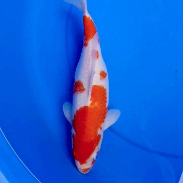 31cm KOHAKU