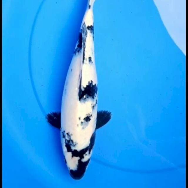 24cm SHOWA