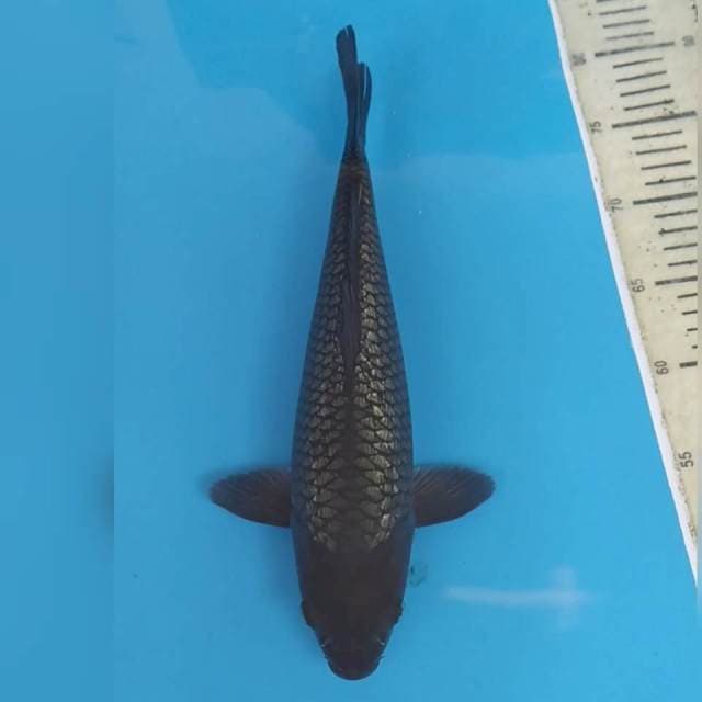 Black Soragoi Ginrin Berpunuk ~34