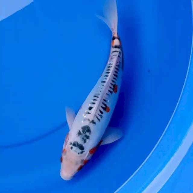30cm HANA SHUSUI