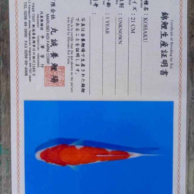 Kohaku 25cm Marusei