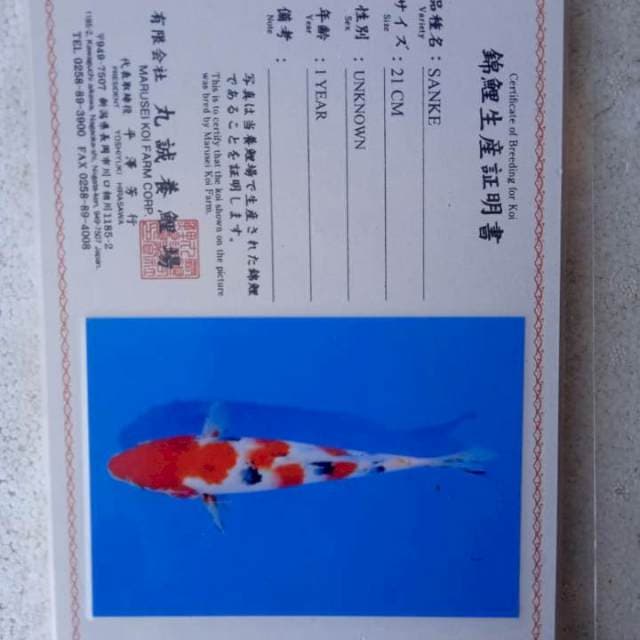 Sanke 25cm Marusei