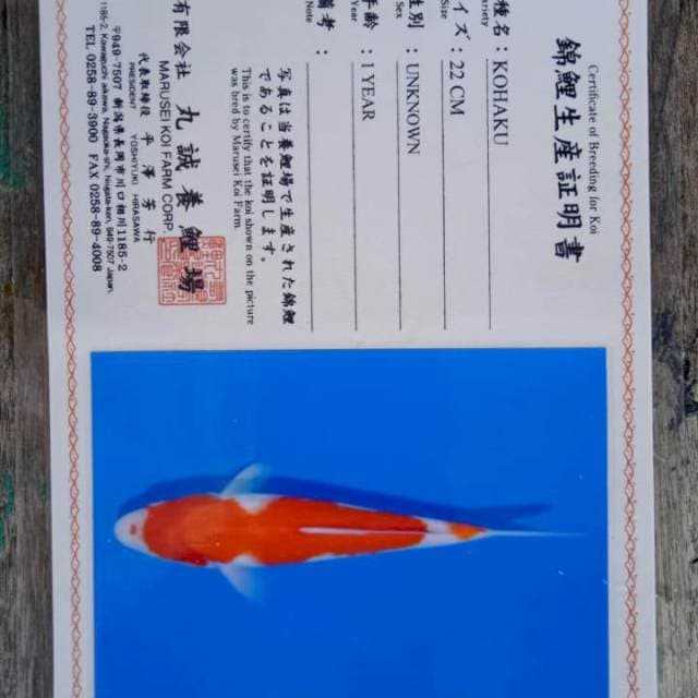 Kohaku 25cm Marusei