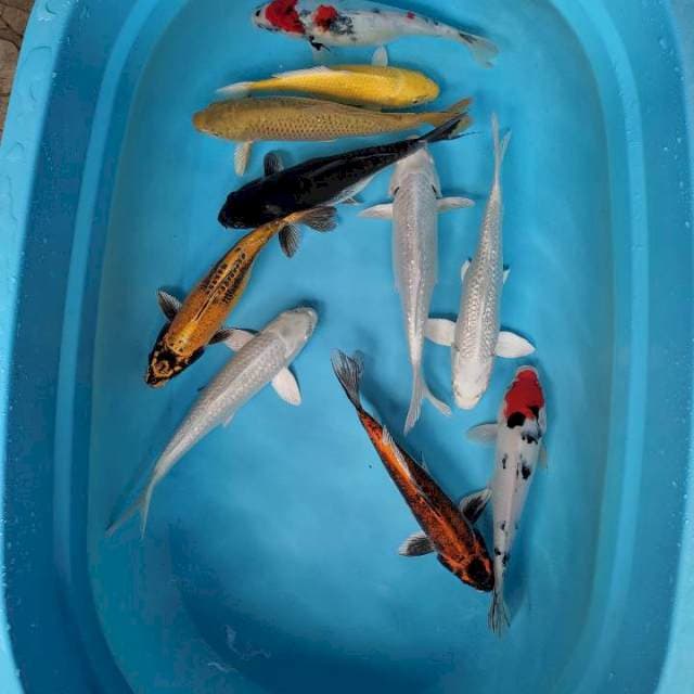 28-33 cm mix