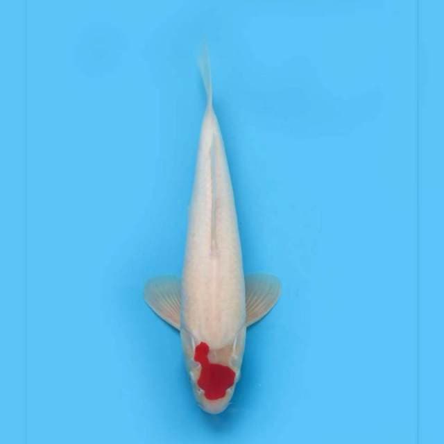 F1 tancho kohaku original uniq ,, tosai