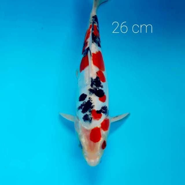 Doitsu sanke 26 cm