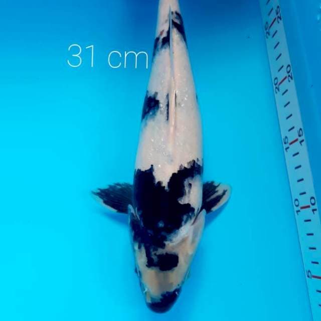 Shiro 31 cm
