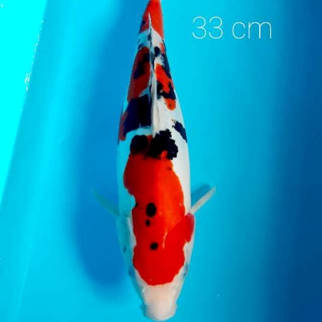 SQ Doitsu sanke 33 cm