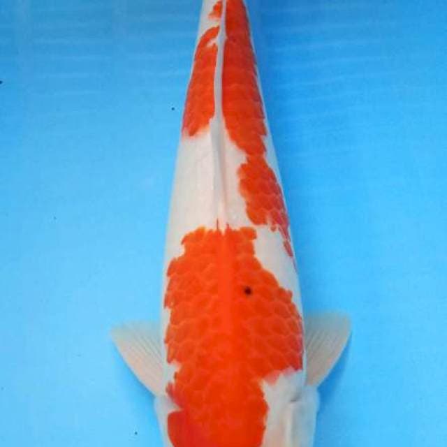Kuhaku antik