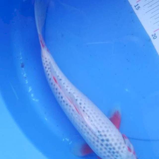 Asagi 32cm