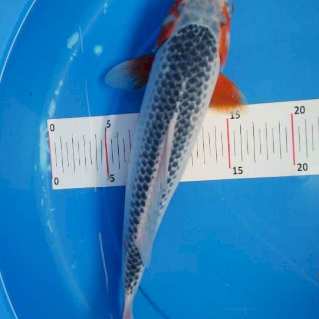 Asagi 32 cm