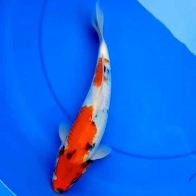 SHOWA 31cm