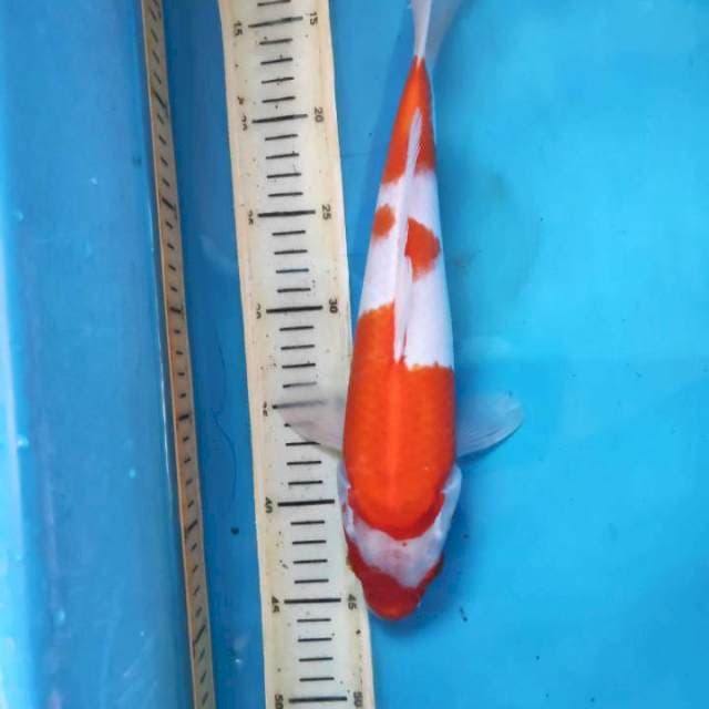 Kohaku, 33cm female