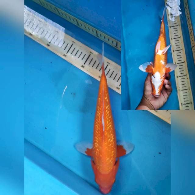 Aka hajiro gidrin, 31cm female