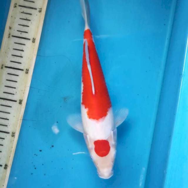 Maruten kohaku, 27cm female