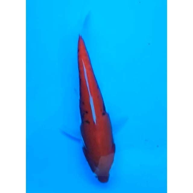 BENI KUMONRYU 16 Cm