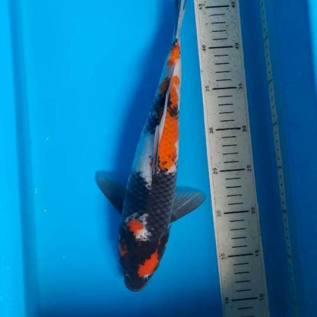 Showa 37cm